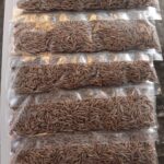 JEERA 15Packet x 1Sheet